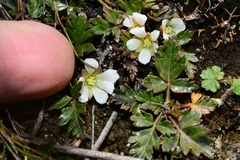 Rubus gunnianus