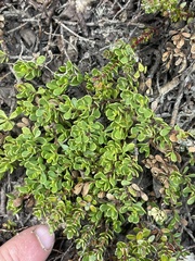 Baccharis magellanica