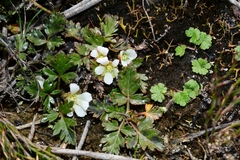 Rubus gunnianus