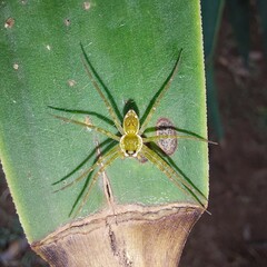 Thaumasia