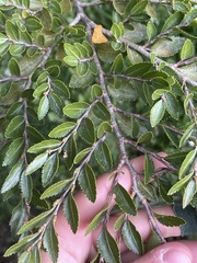 Nothofagus betuloides