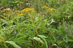 Jacobaea cannabifolia