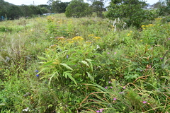 Jacobaea cannabifolia