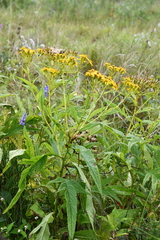 Jacobaea cannabifolia