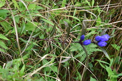 Gentiana triflora