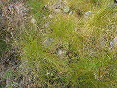 Eleocharis montevidensis