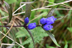 Gentiana triflora