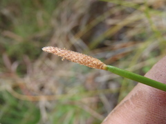 Eleocharis montevidensis