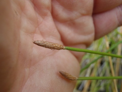 Eleocharis montevidensis