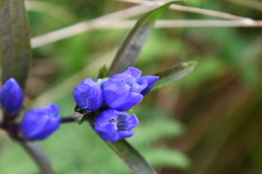 Gentiana triflora