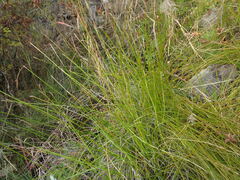 Eleocharis montevidensis