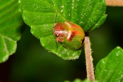 Paropsisterna