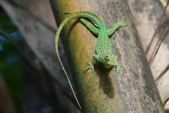 Anolis roquet