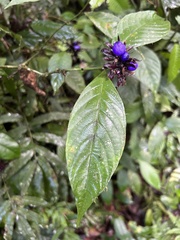 Palicourea suerrensis
