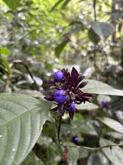 Palicourea suerrensis
