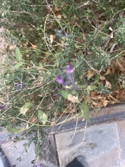 Cullen australasicum