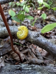 Cimbicidae