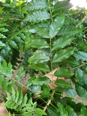 Majidea zanguebarica