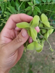 Majidea zanguebarica