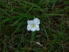 Nierembergia rigida