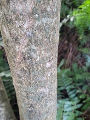 Majidea zanguebarica