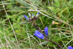 Gentiana triflora