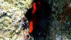 Ophidiaster ophidianus