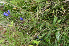 Gentiana triflora