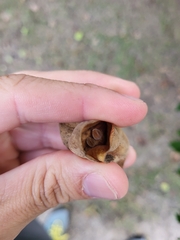 Majidea zanguebarica