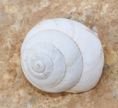 Sphincterochila candidissima