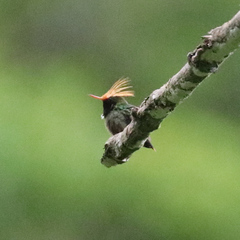 Lophornis delattrei image