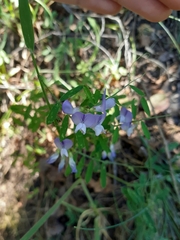 Vicia acutifolia