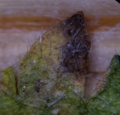 Peronospora erodii