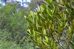 Atherosperma moschatum