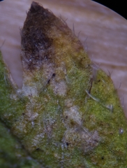 Peronospora erodii