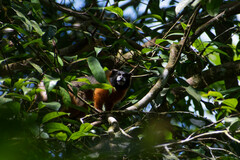 Saguinus tripartitus