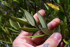 Atherosperma moschatum