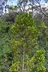 Atherosperma moschatum