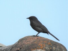 Melaenornis edolioides