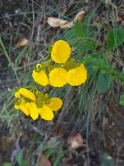 Calceolaria filicaulis