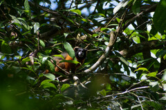Saguinus tripartitus
