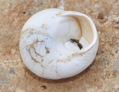 Sphincterochila candidissima