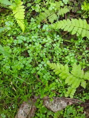 Callitriche muelleri