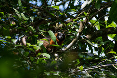 Saguinus tripartitus