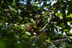 Saguinus tripartitus