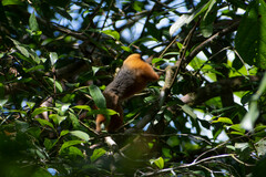 Saguinus tripartitus