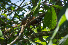Saguinus tripartitus