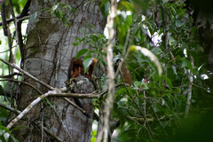 Saguinus tripartitus