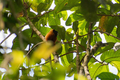 Saguinus tripartitus