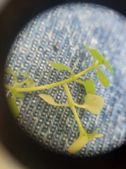 Callitriche muelleri